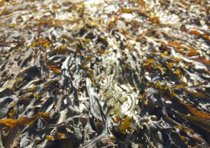 What Is The Best Iodine Supplement