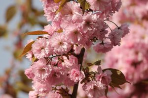 Pink Ornamental Cherry Bloosoms