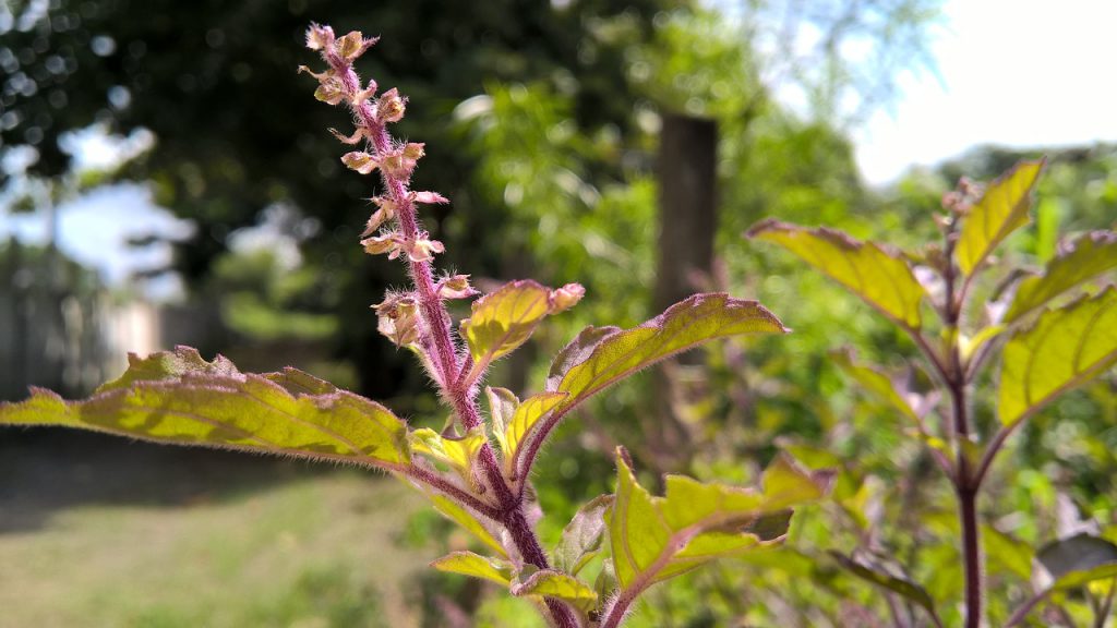 Holy Basil For Stress Relief