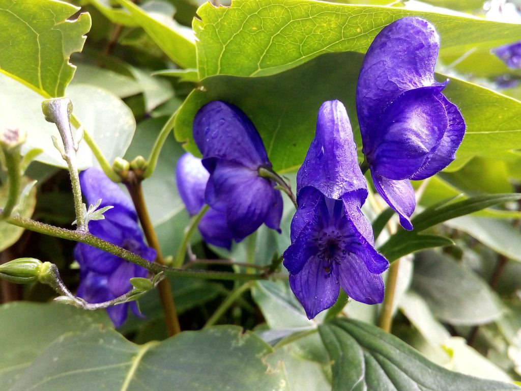 Aconite