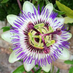 Passionflower nature