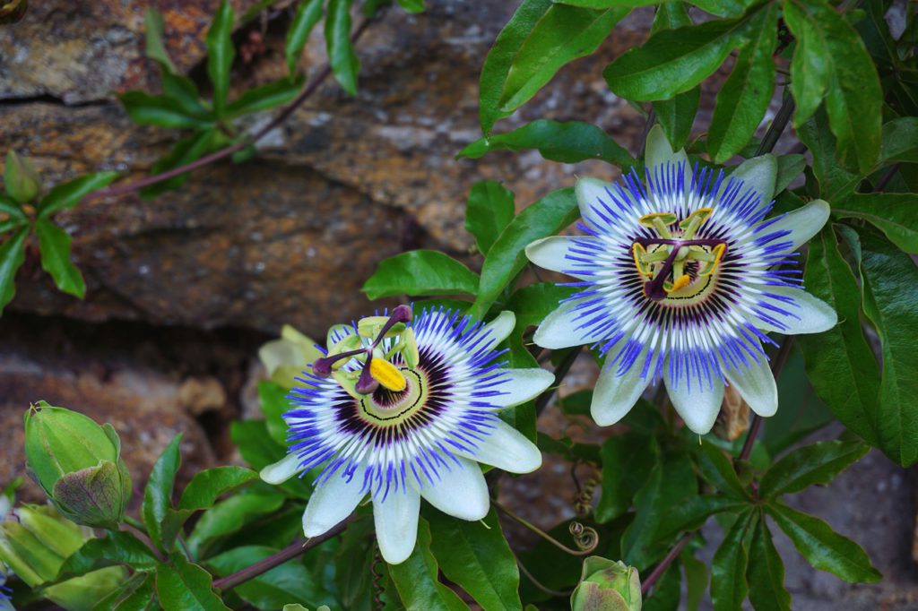 Passionflower For Stress Relief
