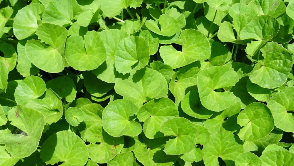 Bacopa (Brahmi)
