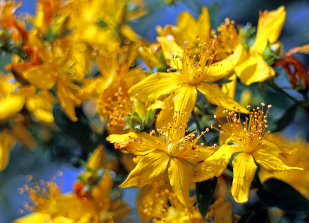 St.John't Wort