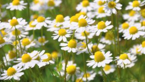 Chamomile growing in a meadow