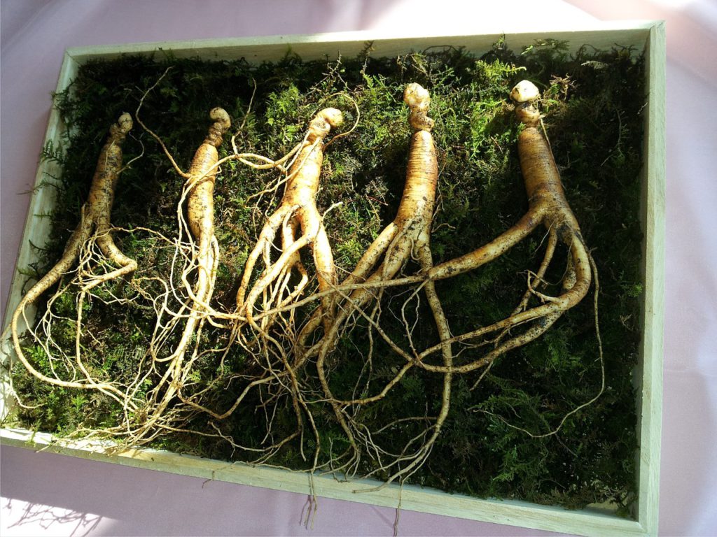Ginseng For Stress Relief