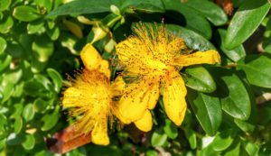 Great St.John's Wort