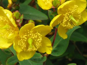 St. John's Wort for Stress Relief