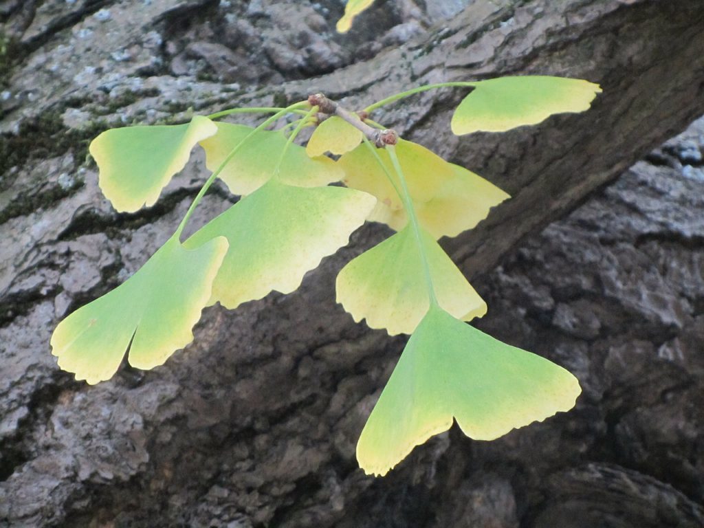 Ginkgo Biloba in Autumn