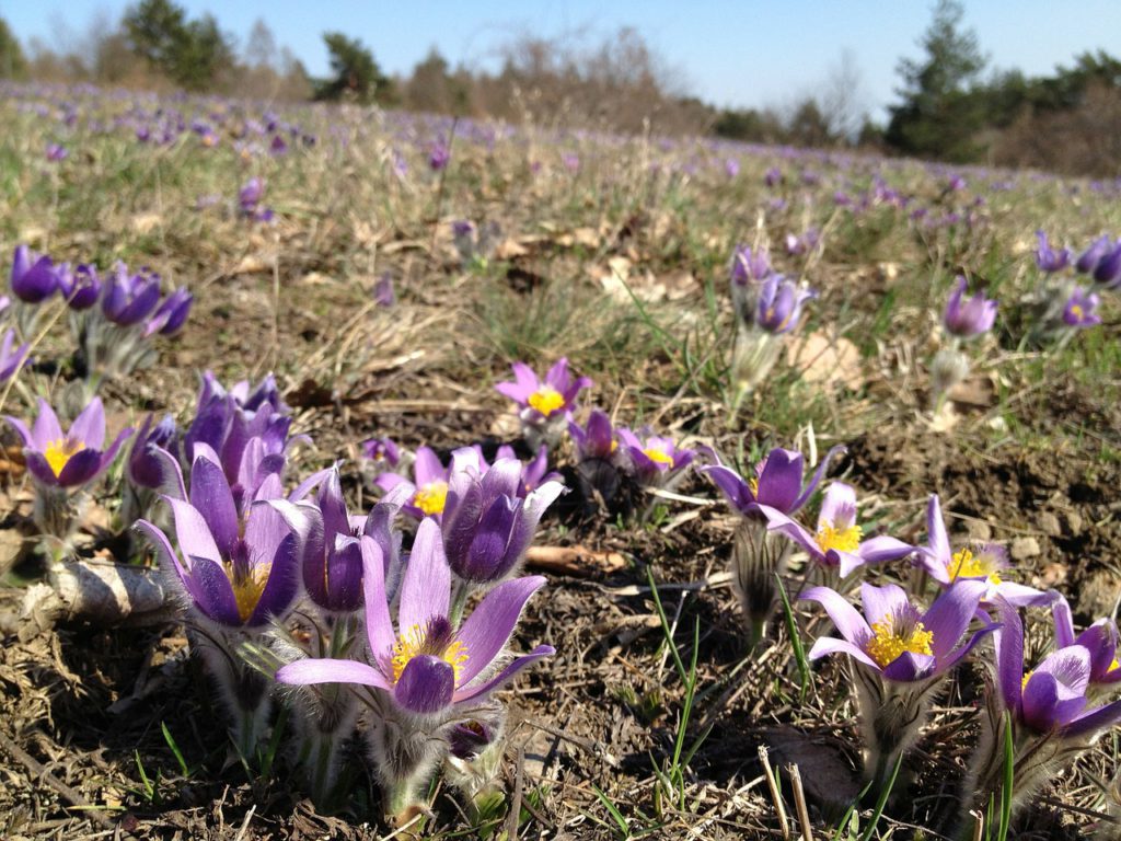 Beautiful Pulsatilla
