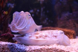 Cuttlefish and Sepia