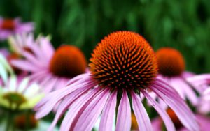 Echinacea For Stress Relief