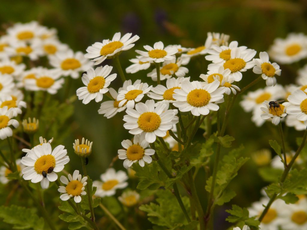 Feverfew for migraine