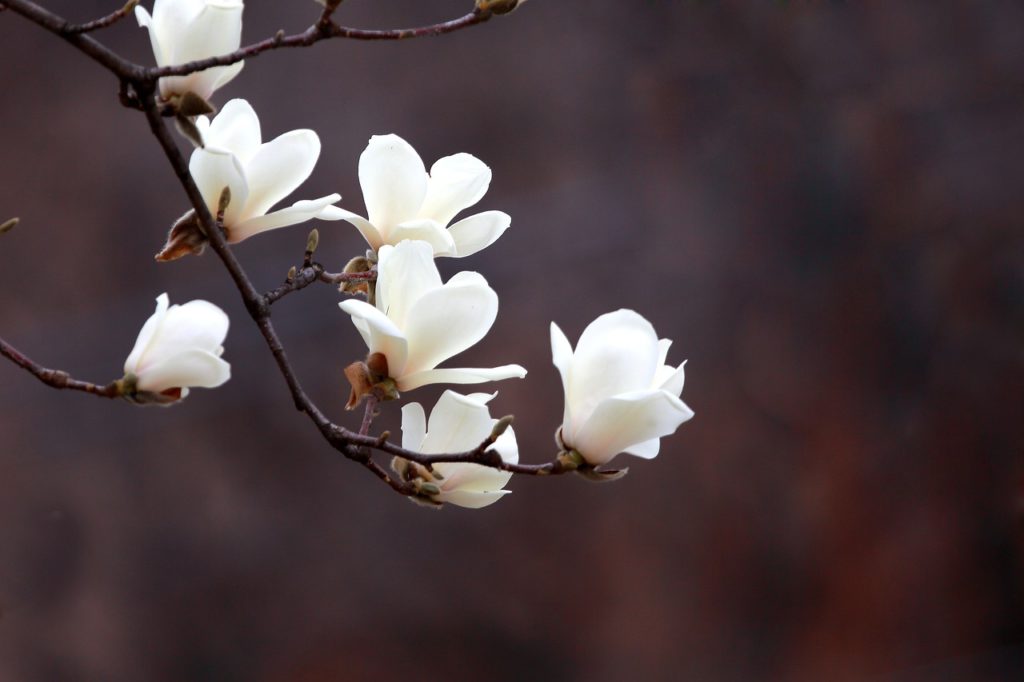 Magnolia For Stress