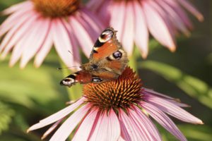 Echinacea ans Peacock Butterfly