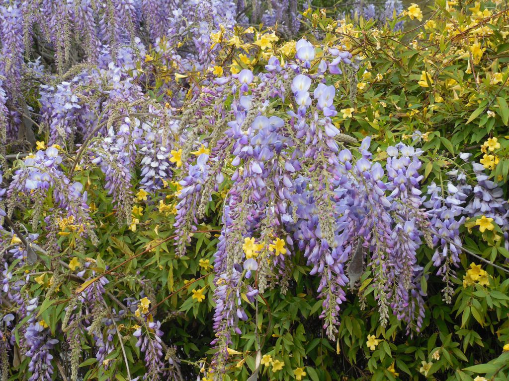 Purple Flowers and Yellow Jessamine