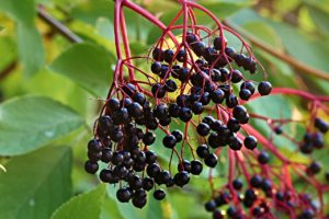 Elderberry for your health