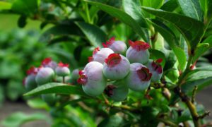 Bilberry Fruits