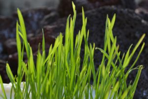 Wheatgrass Supplements