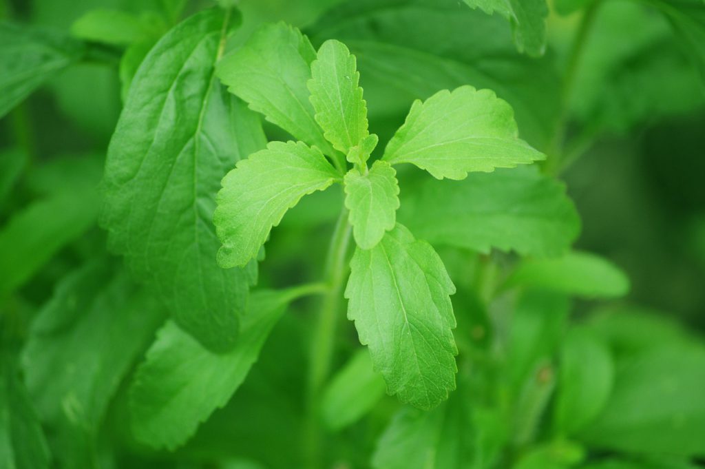 Stevia For Stress