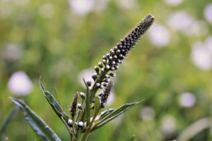 Black Cohosh For Anxiety