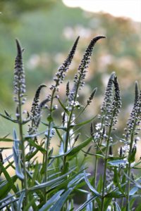 Black Cohosh For Anxiety and Stress