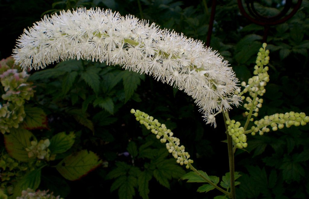 Black Cohosh For Your Health