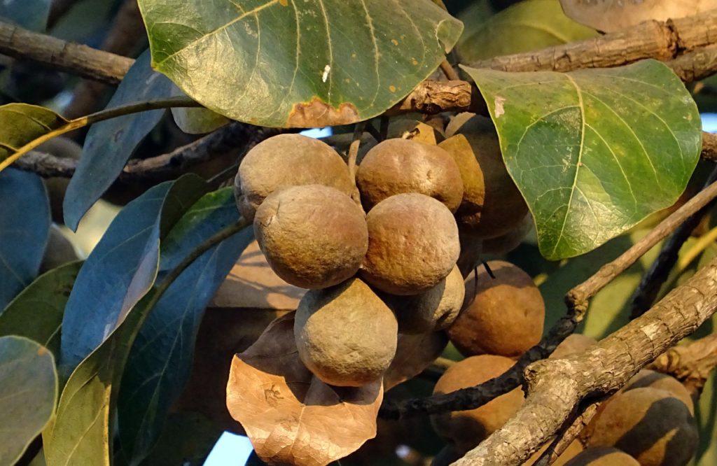Triphala Fruit