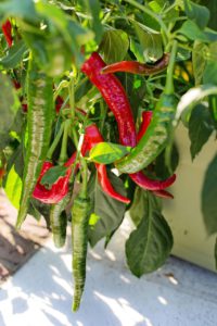 Hot Pepper For Anxiety