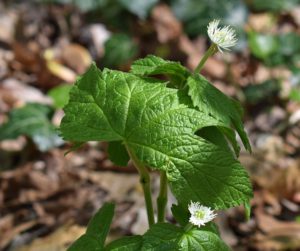 Goldenseal For Stress Relief