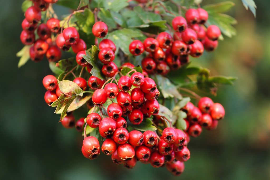 Hawthorn For Stress Relief