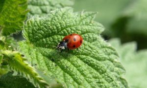 Ladybug and Nettle