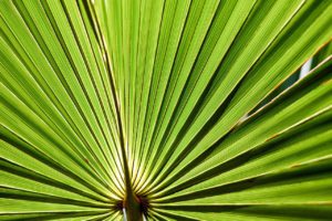 Saw Palmetto For Stress Relief