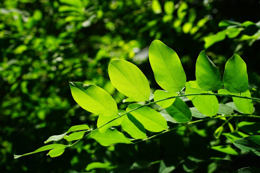 Chlorophyll and Leaves