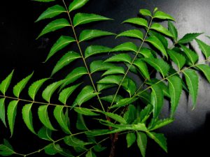 Neem Leaves For Stress Relief