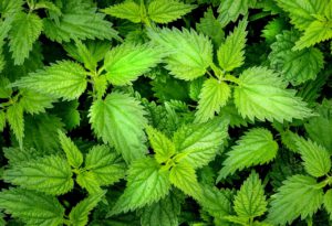 Nettle For Stress Relief
