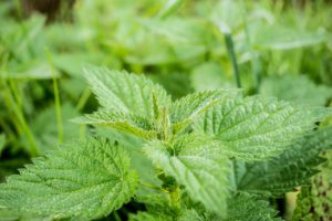 Stinging Nettle For Stress Relief