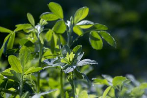 What Is The Best Alfalfa Supplement
