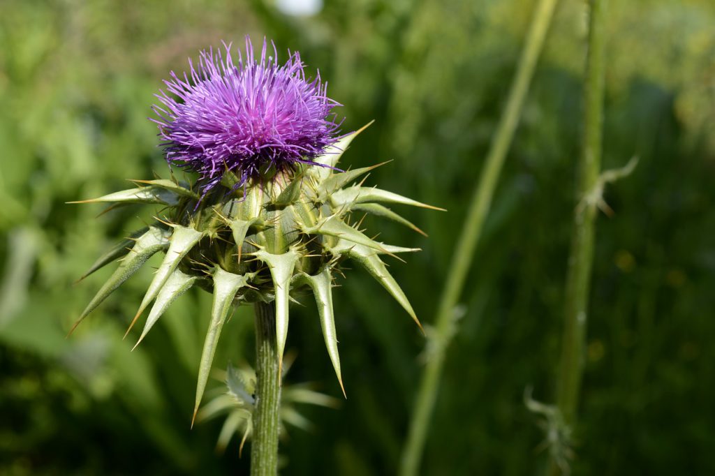 Milk Thistle For Stress Relief