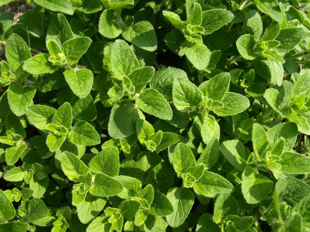 Oregano For Stress Management