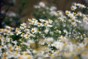 What Is Chamomile Extract? - Help for Stress Relief