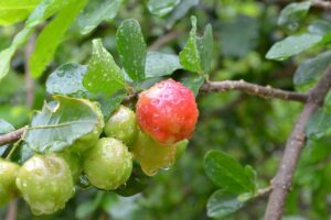 What Is Acerola Cherry? - Something Great for Stress Relief