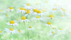 What Is Chamomile Extract? - Help for Stress Relief