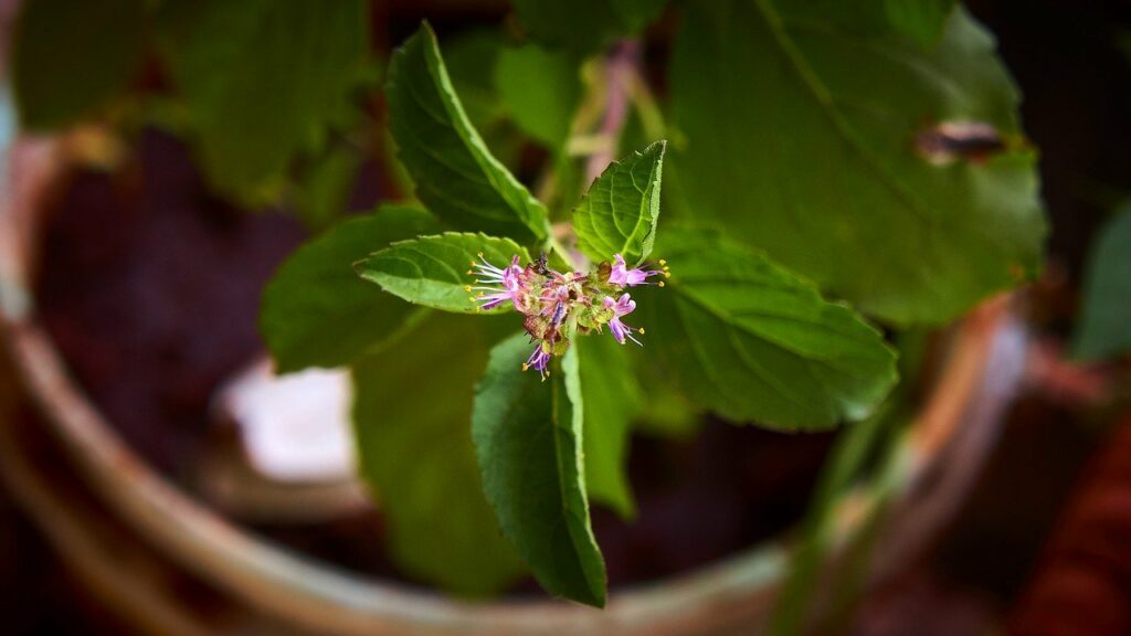 What Is Holy Basil Tea?