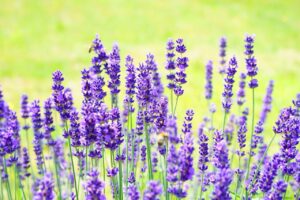 What Is Lavender Tea Good For