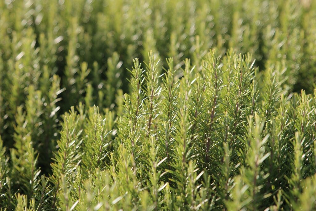 What Is Rosemary Good For? Rosemary and Stress How To Reduce Stress