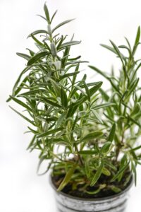What Is Rosemary Tea? - Better Ways