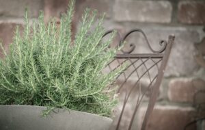 What Is Rosemary Tea? What Is Rosemary good for?