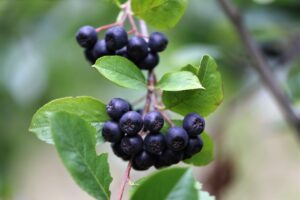 What Is Chokeberry? - Benefit Your Health