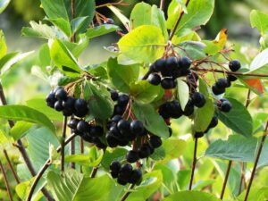 What Is Chokeberry
